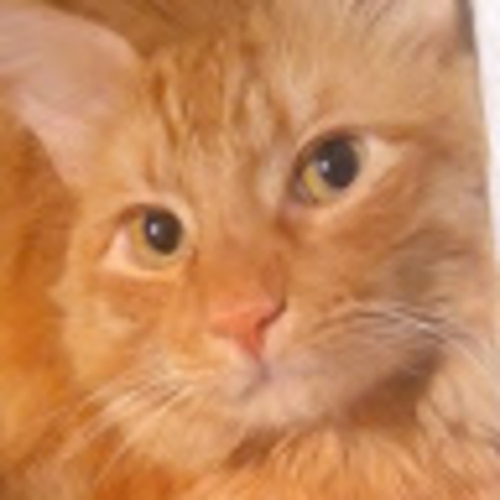 Meet your Posher, Sarah.